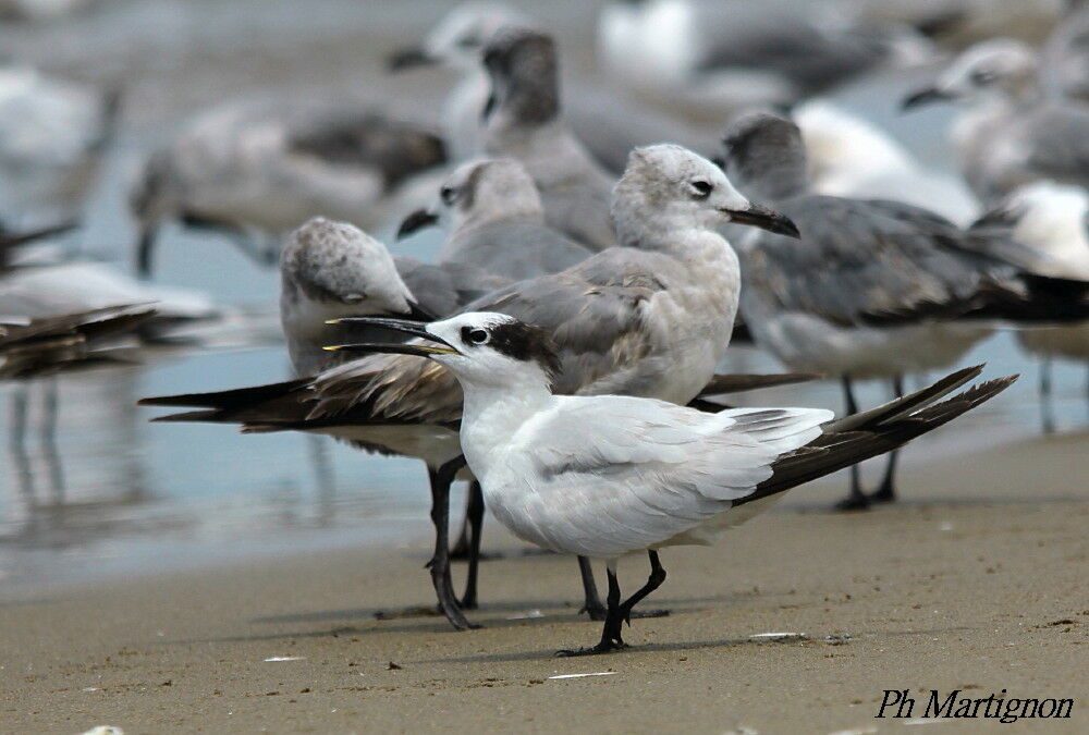 Cabot's Tern, identification