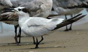 Cabot's Tern