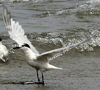 Cabot's Tern