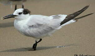 Cabot's Tern