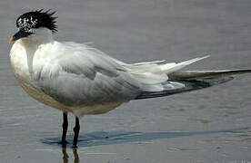 Cabot's Tern