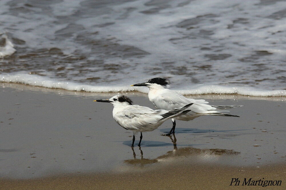 Cabot's Tern, identification