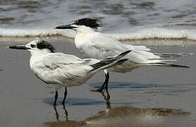 Cabot's Tern