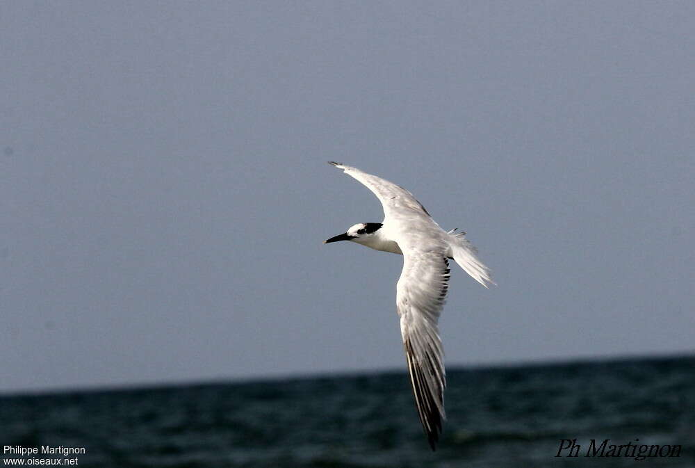 Cabot's Ternadult transition, moulting, Flight