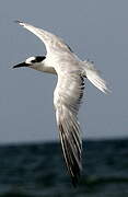 Cabot's Tern