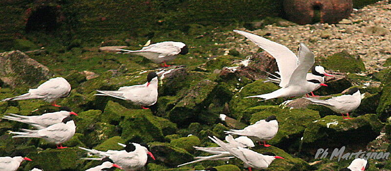 South American Tern