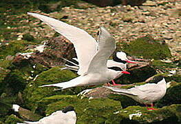 South American Tern