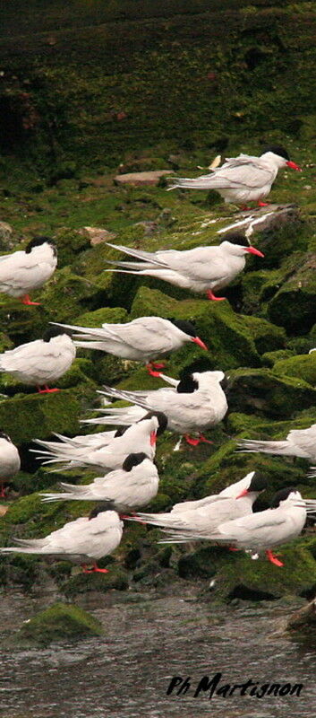 South American Tern