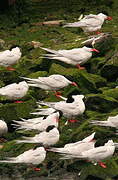 South American Tern