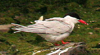 South American Tern