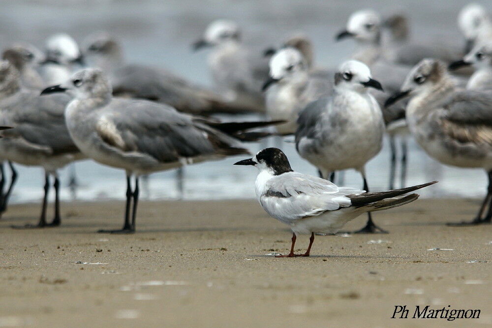 Common Tern, identification