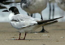 Common Tern