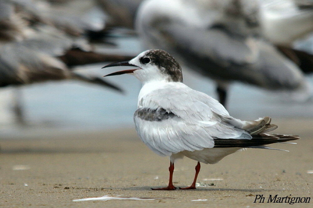 Common Tern, identification