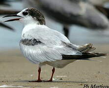 Common Tern