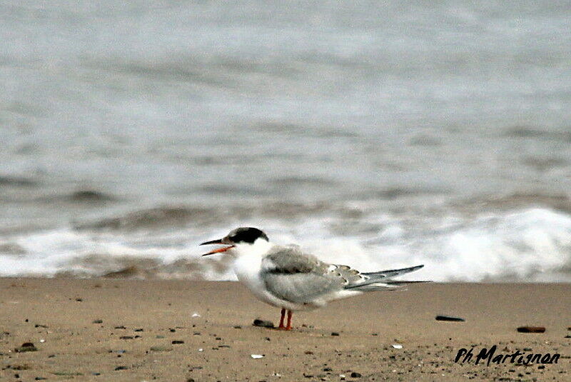 Common Tern