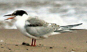 Common Tern