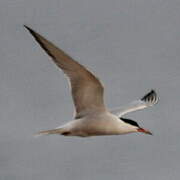 Common Tern