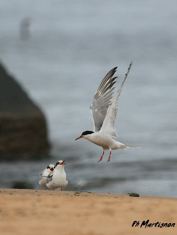 Common Tern