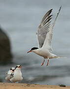 Common Tern