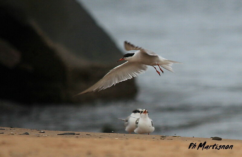 Common Tern