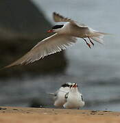 Common Tern