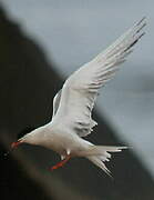 Common Tern