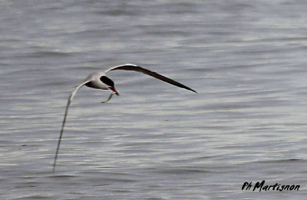 Common Tern