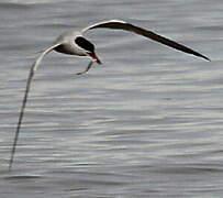 Common Tern