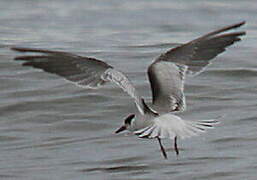 Common Tern