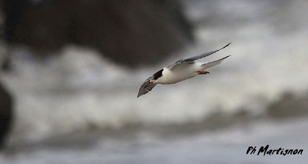 Common Tern