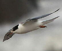 Common Tern