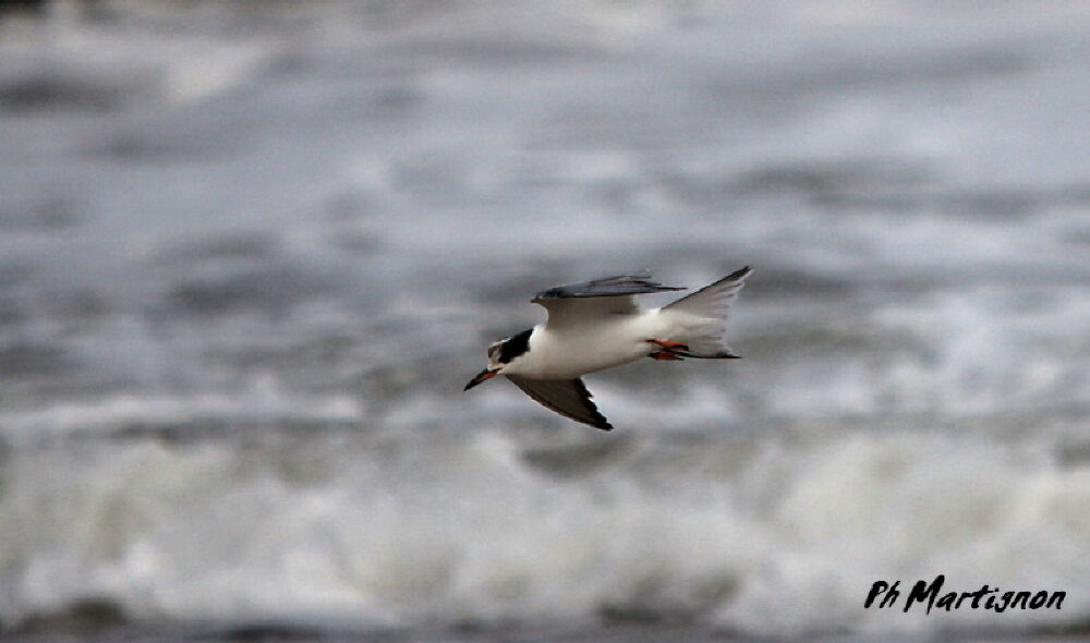 Common Tern