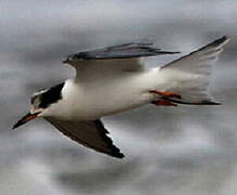 Common Tern