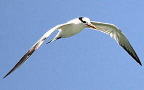 Royal Tern