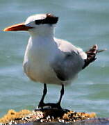 Royal Tern