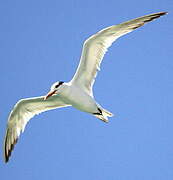 Royal Tern