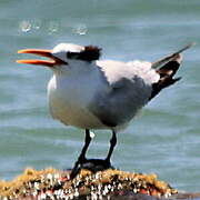 Royal Tern