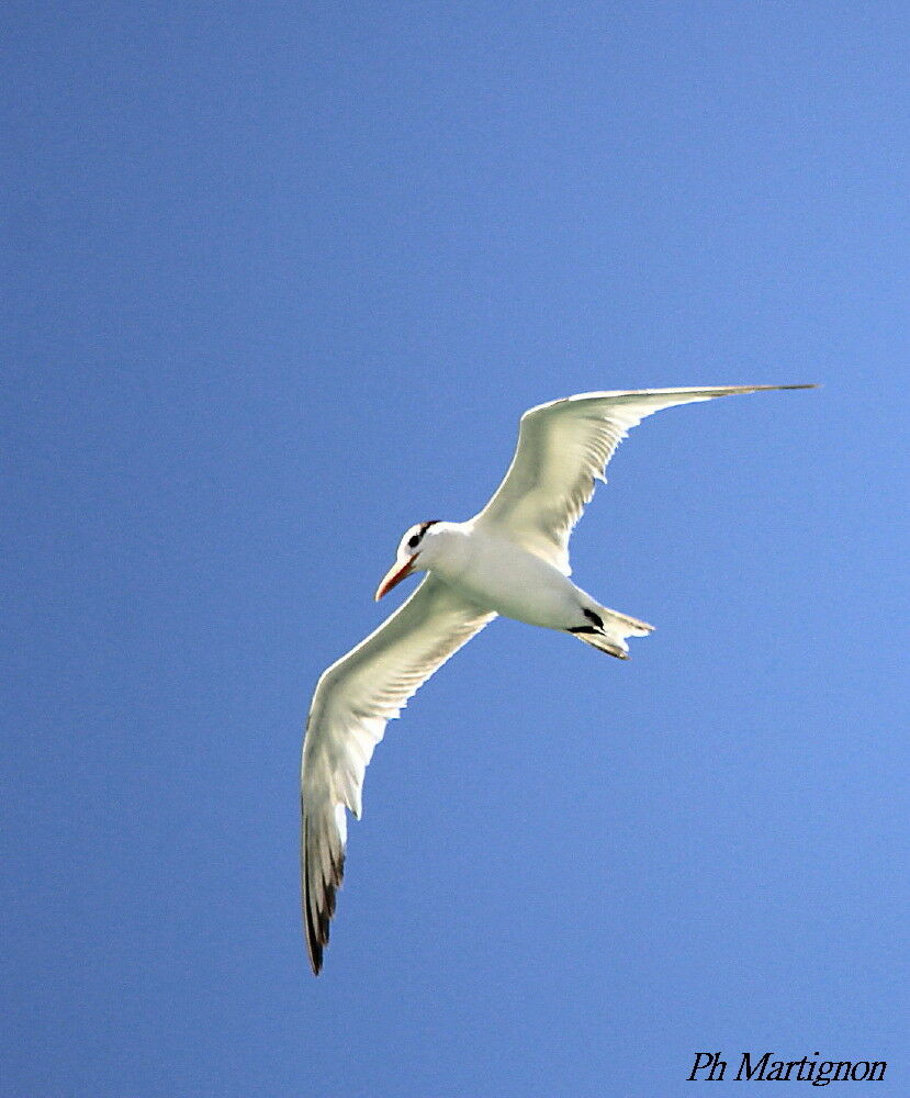 Royal Tern, Flight