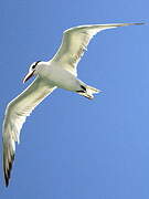 Royal Tern