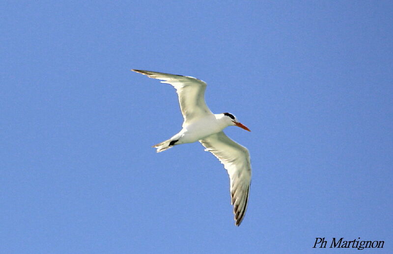 Royal Tern, Flight