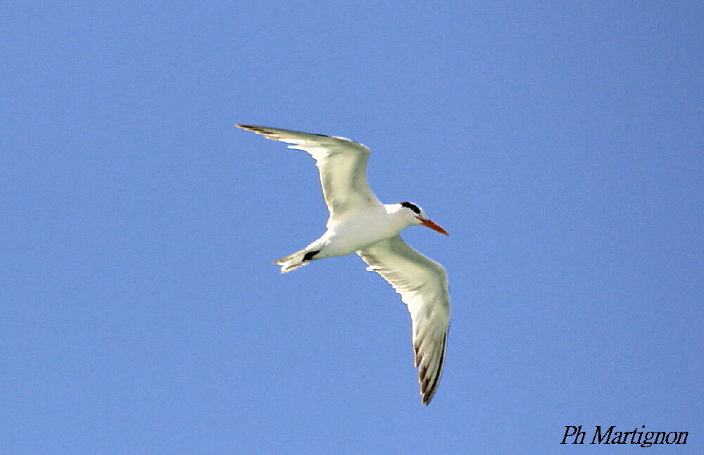 Royal Tern, Flight