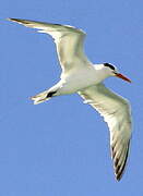 Royal Tern