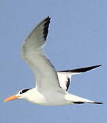 Royal Tern