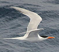 Royal Tern