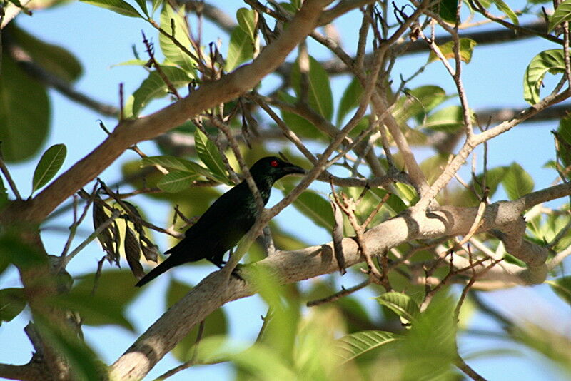 Asian Glossy Starling, identification