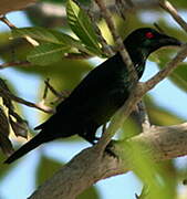 Asian Glossy Starling