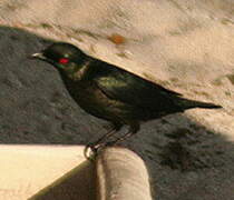 Asian Glossy Starling