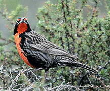 Long-tailed Meadowlark