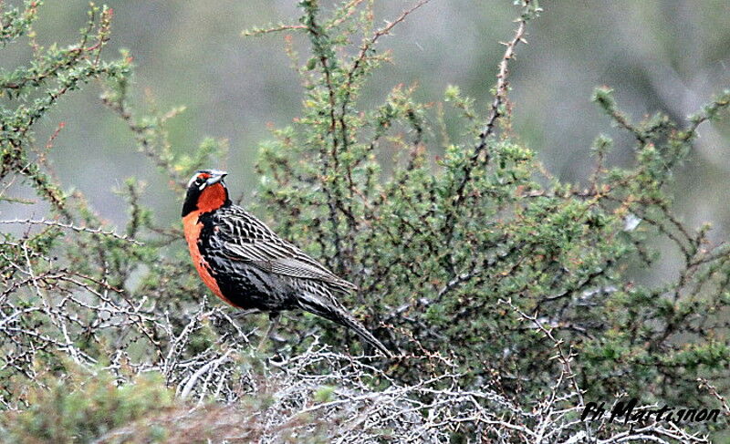 Long-tailed Meadowlark male