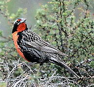 Long-tailed Meadowlark